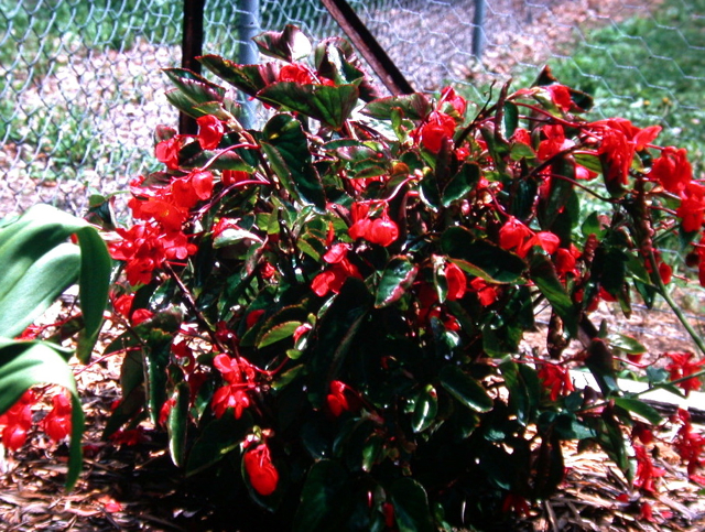 B. ‘Amigo Red’